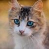 En tant que propriétaires d'animaux de compagnie, nous nous inquiétons souvent pour nos compagnons à quatre pattes lorsque nous sommes loin de chez nous. Que vous soyez au travail, en train de faire des courses ou en voyage, il est difficile de ne pas se demander ce que fait votre chapeau, s'ils se sentent seuls ou même s'ils sont en sécurité. Entrez Furbo, une caméra pour animaux de compagnie révolutionnaire qui a redéfini la façon dont nous restons connectés avec nos animaux de compagnie. La caméra intelligente pour animaux de compagnie de Furbo est conçue pour offrir aux propriétaires d'animaux une tranquillité d'esprit en leur permettant de surveiller, d'interagir avec et même de traiter leurs animaux à distance. Cet appareil innovant devient rapidement un incontournable pour les soins modernes pour animaux de compagnie, offrant un mélange de technologie avancée, de facilité d'utilisation et d'interaction en temps réel.