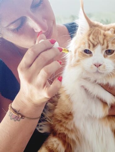 Dans le monde en évolution rapide de la santé des animaux de compagnie, Ellevet Sciences s’impose comme un pionnier dans l’intégration du CBD (cannabidiol) dans les pratiques vétérinaires. Cette entreprise innovante a attiré l’attention internationale, y compris en France, pour son travail révolutionnaire dans l’utilisation du CBD pour améliorer la santé et le bien-être des animaux de compagnie. Grâce à des recherches et des essais cliniques rigoureux, Ellevet Sciences s'est imposée comme un leader dans ce créneau, proposant des produits CBD scientifiquement soutenus qui apportent de réels bienfaits aux animaux. Cet article explore comment Ellevet Sciences est pionnière dans l’utilisation du CBD pour les animaux de compagnie, révolutionnant les approches de la douleur, de l’anxiété et de la gestion globale de la santé des animaux.