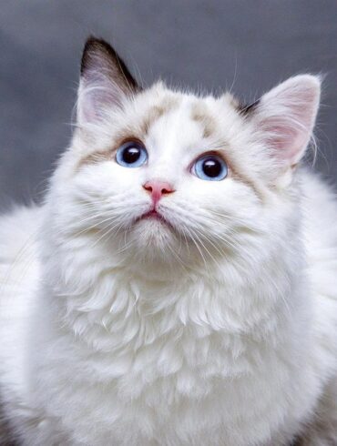 En tant que propriétaire d’un animal de compagnie, nous connaissons tous la joie et la camaraderie que procure le fait d’avoir un ami à quatre pattes à la maison. Cependant, la réalité est que la vie nous éloigne souvent de nos animaux de compagnie, que ce soit pour le travail, les voyages ou d'autres engagements. Cela peut nous inquiéter de la façon dont se portent nos animaux de compagnie lorsque nous ne sommes pas là. Heureusement, Furbo, la caméra innovante pour animaux de compagnie, est là pour apaiser ces inquiétudes et redéfinir la façon dont nous prenons soin de nos animaux de compagnie. Conçu en pensant à la fois à l'animal et à son propriétaire, les fonctionnalités intelligentes et la conception conviviale de Furbo en font la solution ultime pour tout propriétaire d'animal qui souhaite rester connecté avec ses compagnons à fourrure