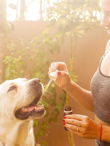 Alors que le marché mondial des soins vétérinaires continue d’évoluer, Ellevet Sciences est à l’avant-garde, pionnière dans l’utilisation du CBD (cannabidiol) pour révolutionner les traitements pour les animaux de compagnie. Basée aux États-Unis mais réalisant une percée significative sur le marché européen, notamment en France, Ellevet Sciences s'est illustrée comme un leader dans l'intégration du CBD en médecine vétérinaire. Leur engagement en faveur d’une recherche scientifique rigoureuse et du développement de produits innovants établit de nouvelles normes en matière de soins pour animaux de compagnie. Cet article explore comment Ellevet Sciences remodèle les pratiques vétérinaires avec ses solutions révolutionnaires au CBD.