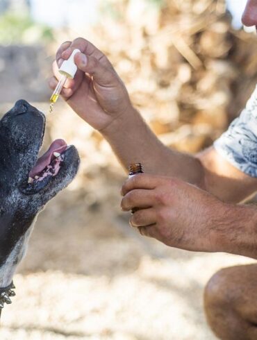 Ces dernières années, le CBD (cannabidiol) a attiré une attention considérable en raison de ses bienfaits potentiels pour la santé. Parmi les principales entreprises exploitant la puissance du CBD figure Ellevet Sciences, une marque réputée pour ses produits de haute qualité scientifiquement soutenus. Ellevet Sciences se distingue sur le marché encombré du CBD en raison de son engagement en faveur de la recherche, de la transparence et de l’efficacité. Cet article explore les avantages complets des produits CBD d’Ellevet Sciences, du soulagement de la douleur à la réduction de l’anxiété, et pourquoi ils sont devenus un choix de confiance pour beaucoup.