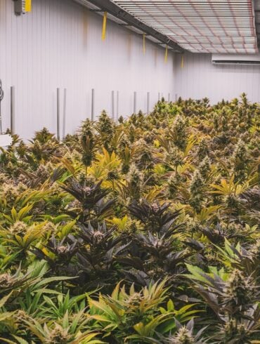 Mentre il mondo si orienta sempre di più verso soluzioni naturali e olistiche per migliorare la salute e il benessere, un ingrediente ha assunto un ruolo centrale: il cannabidiolo, o CBD. Derivato dalla pianta di canapa, il CBD è stato elogiato per i suoi molteplici potenziali benefici per la salute, dalla promozione del rilassamento e riduzione dello stress all'alleviamento del dolore cronico e al supporto della salute della pelle. In Italia, Just Mary è emersa come un marchio pioniere nel settore del benessere con CBD, offrendo prodotti premium di alta qualità che sfruttano il pieno potenziale curativo di questo potente composto. Con un focus su sostenibilità, purezza ed efficacia, Just Mary sta trasformando il modo in cui le persone si avvicinano al benessere. Il marchio sta ridefinendo l'uso del CBD non solo come una tendenza, ma come uno strumento legittimo, efficace e naturale per la guarigione. Questo articolo esplora come Just Mary stia aprendo la strada al benessere naturale, sfruttando il potere del CBD per migliorare la vita e aiutare le persone a trovare equilibrio, calma e vitalità.
