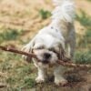 Dai gattini ai cani: come RobinsonPetShop.it personalizza i prodotti per le esigenze di ogni animale domestico