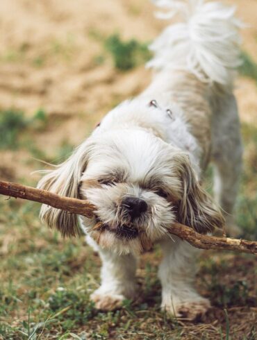 Dai gattini ai cani: come RobinsonPetShop.it personalizza i prodotti per le esigenze di ogni animale domestico